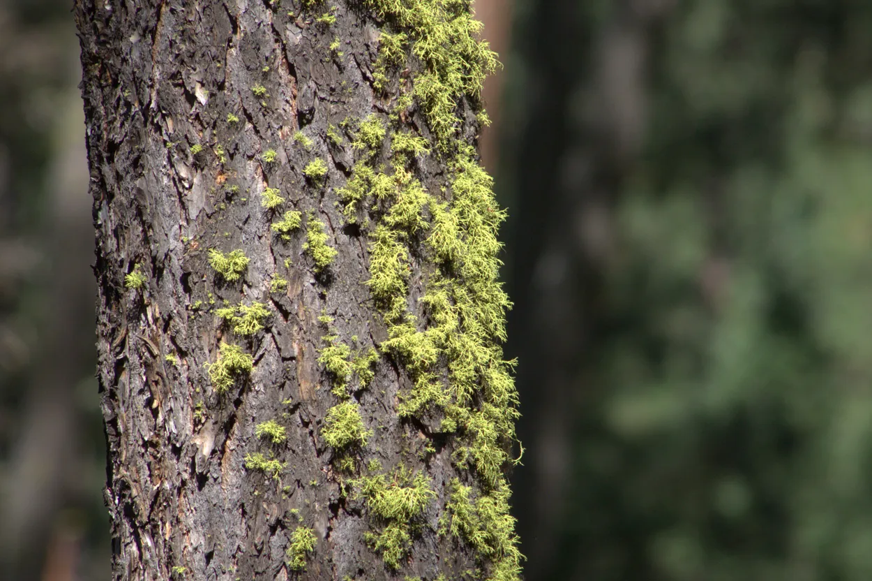 Moss on Side of Pine Tree
