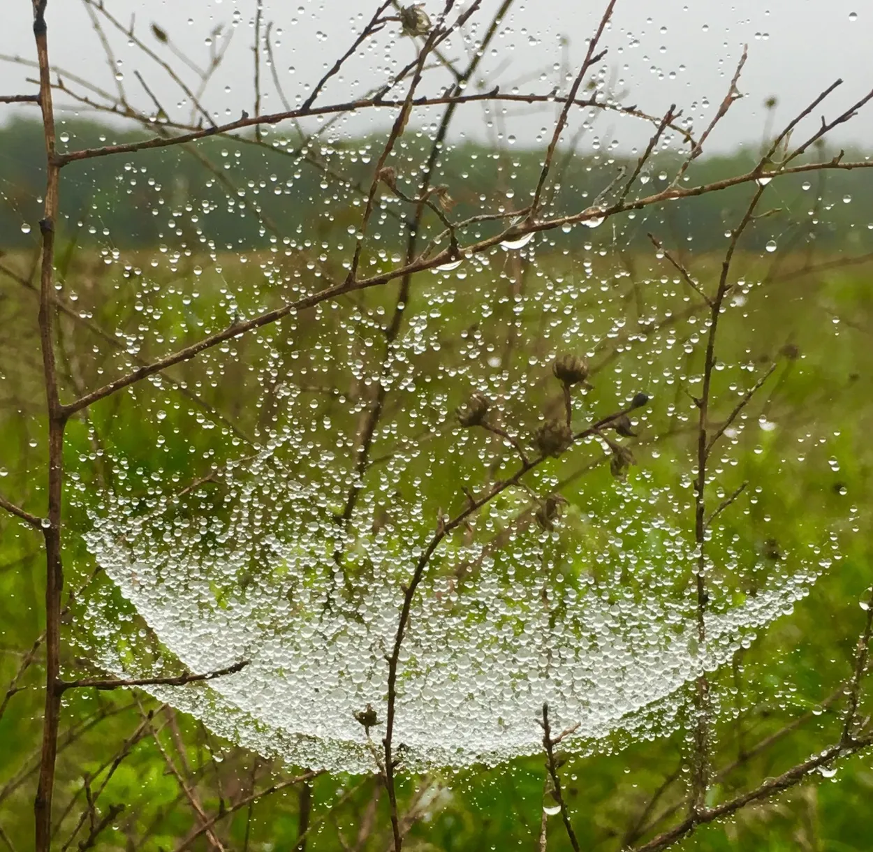 Pool of Droplets