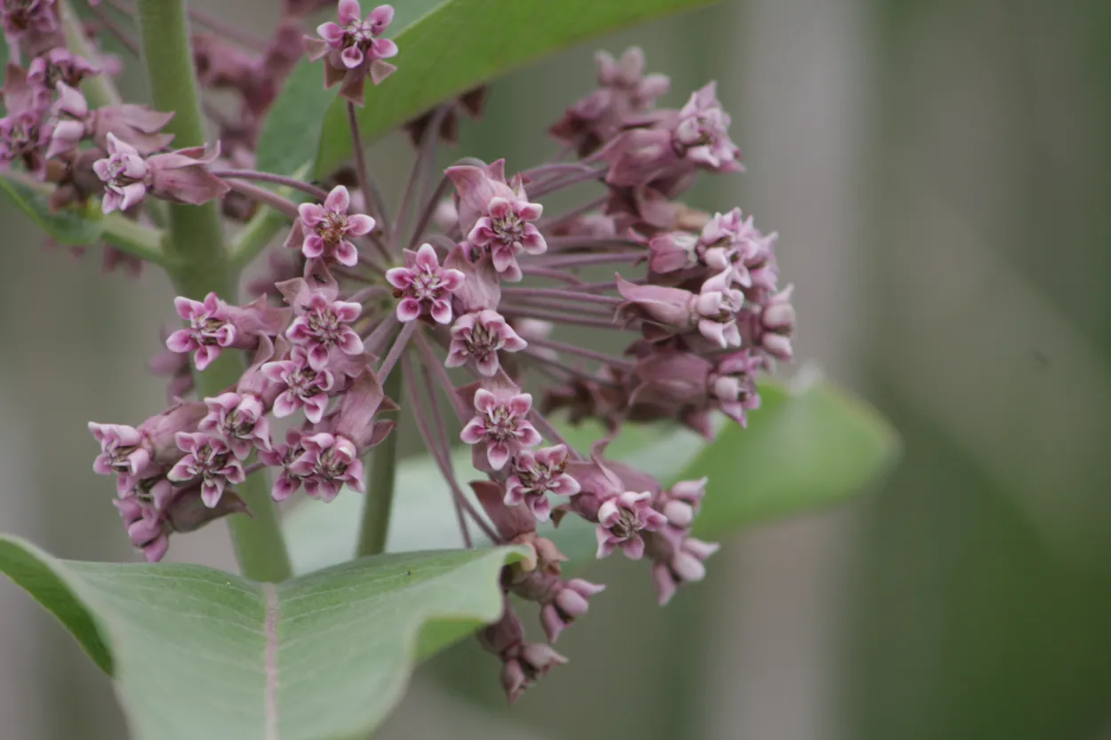Small Purple Flowers