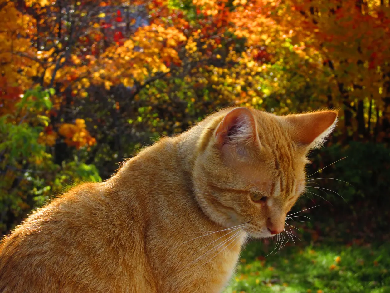 Ares in Autumn