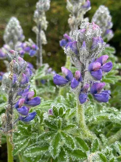 rainy flower