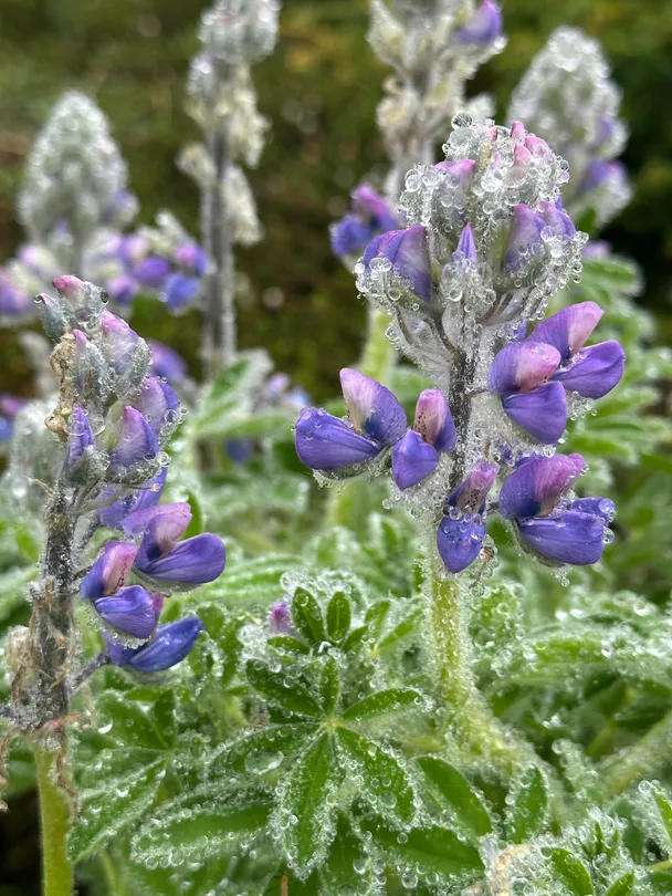 rainy flower