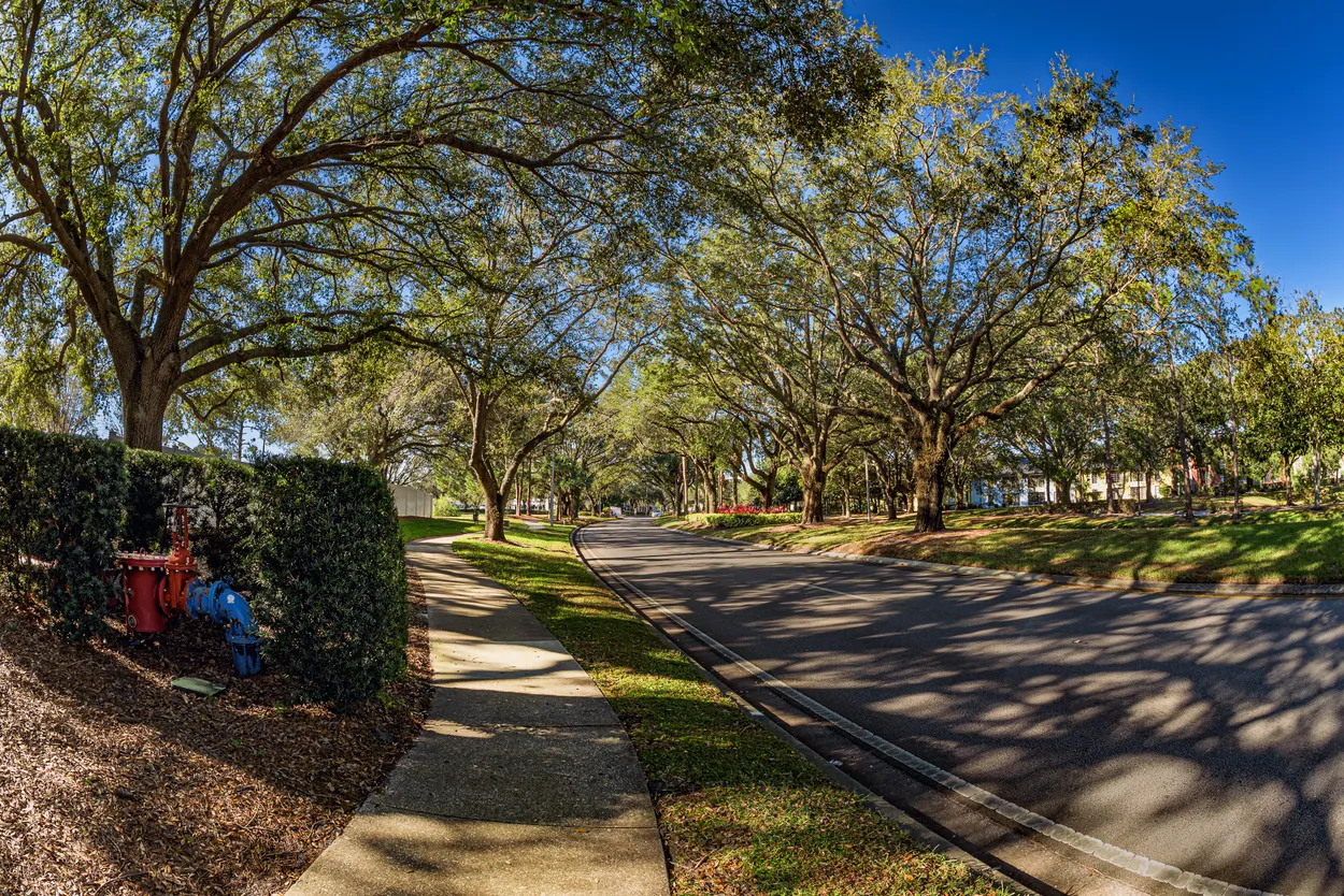 Trees Along Palm Parkway in Orlando
