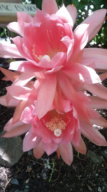 Fluffy Pink Flowers