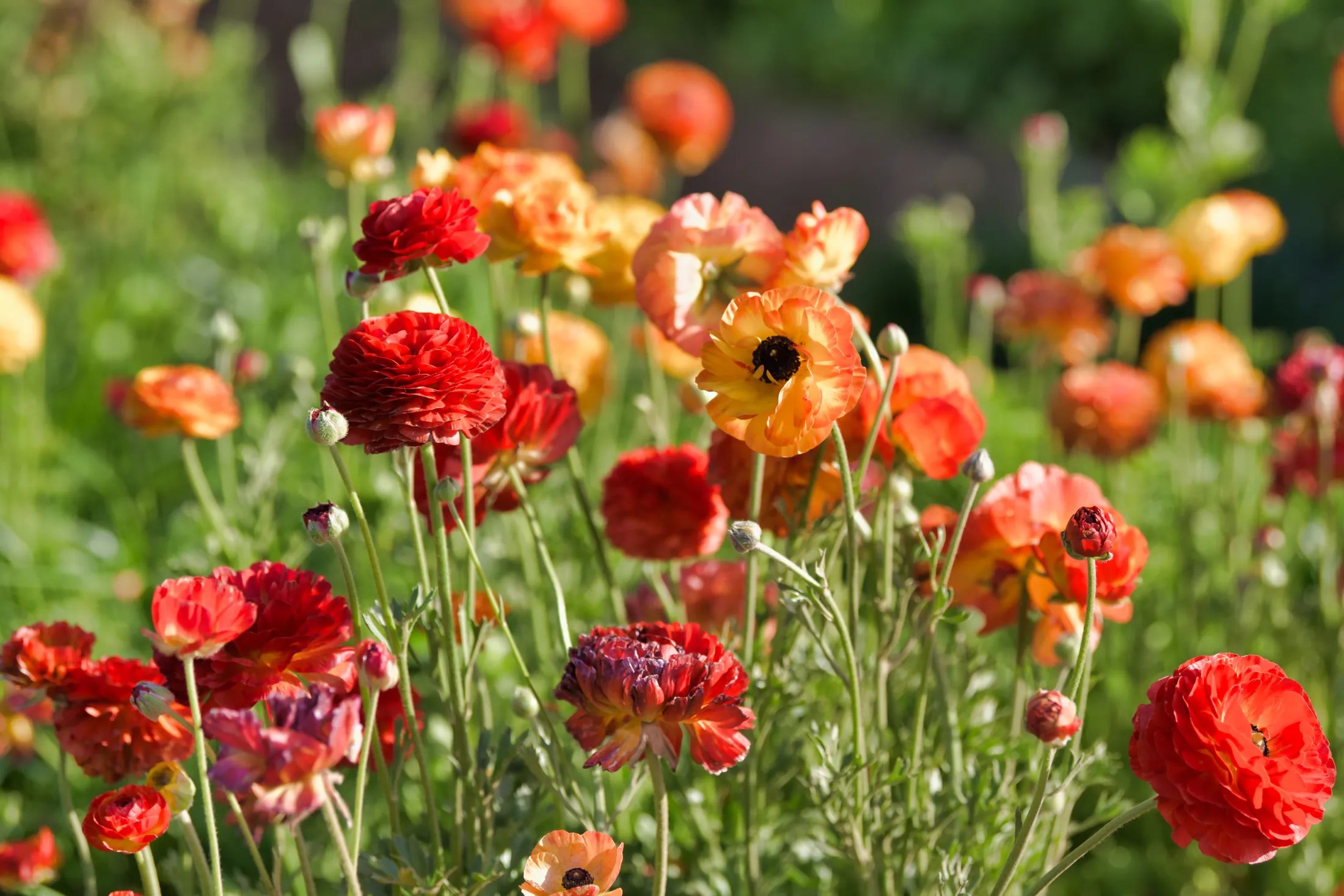 Carlsbad Flower Fields - California
