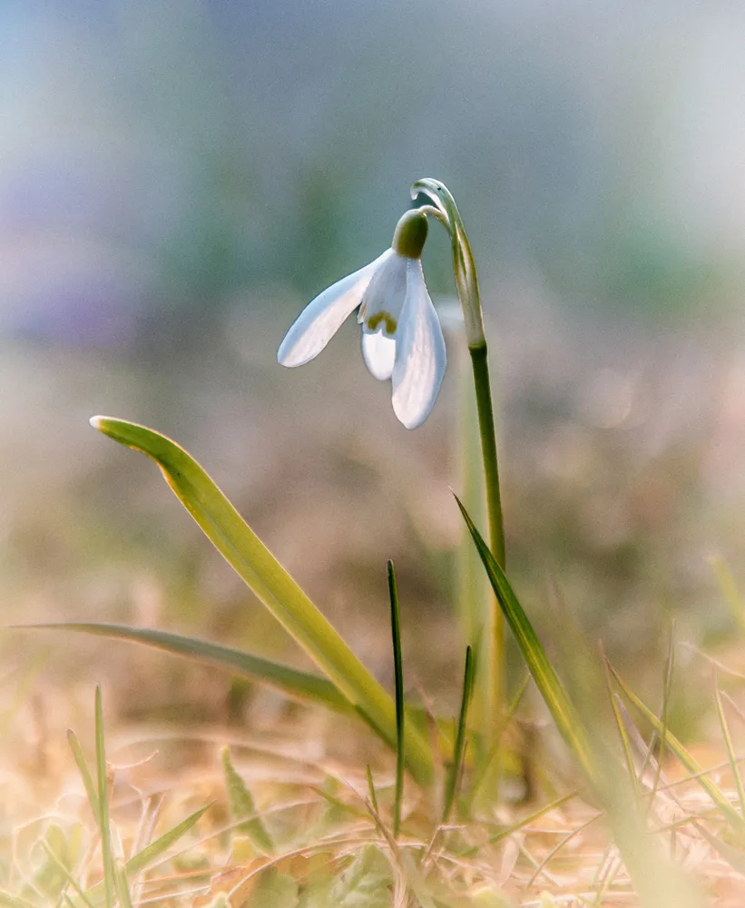 Snowdrop