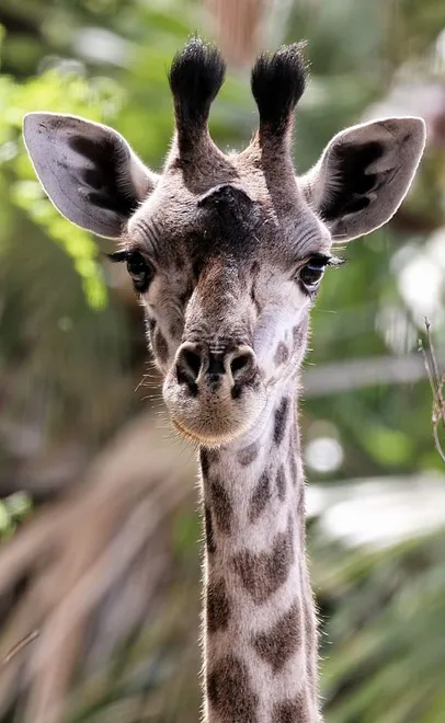 The stare of a giraffe in Botswana