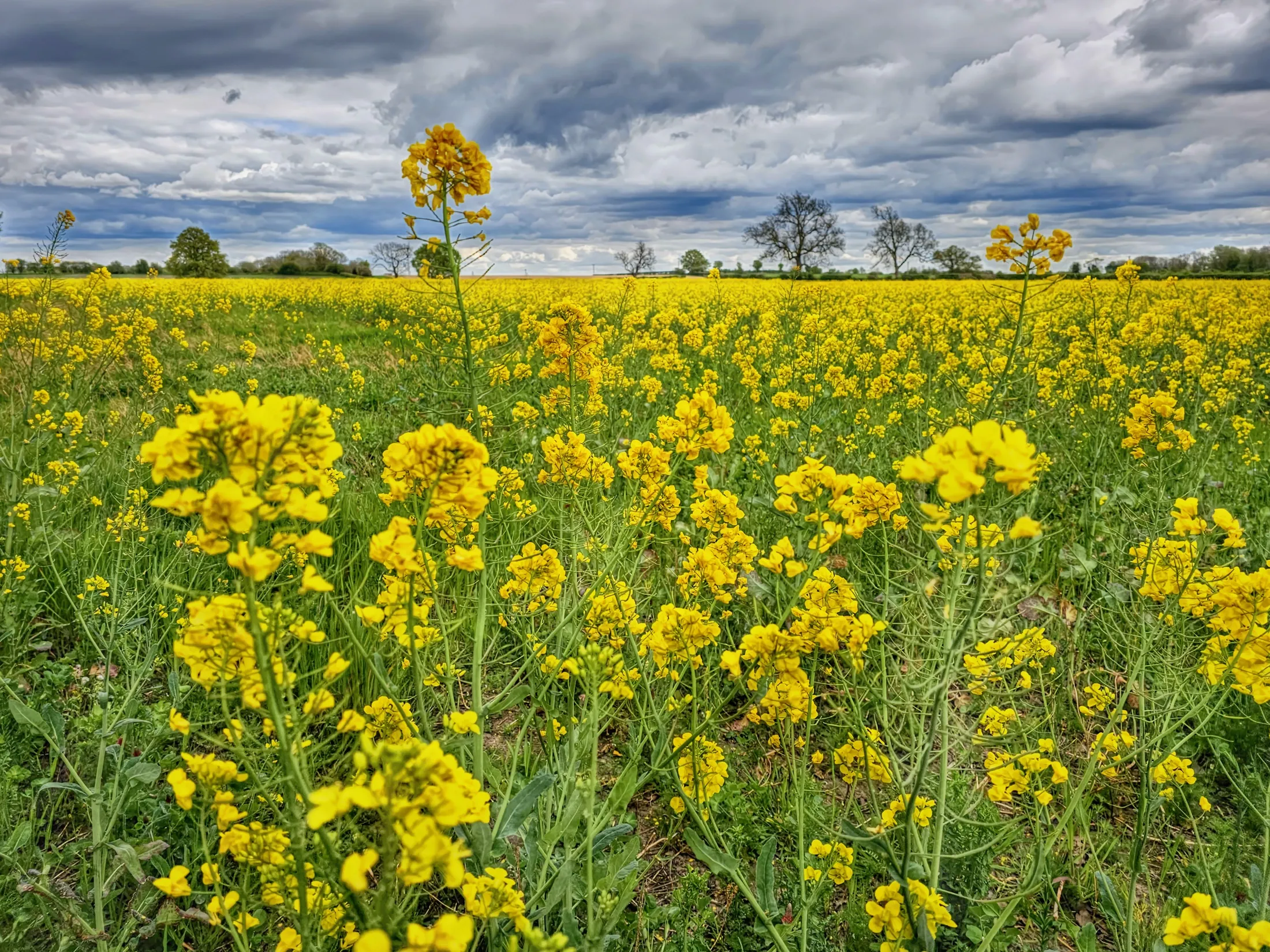 Yellow fields