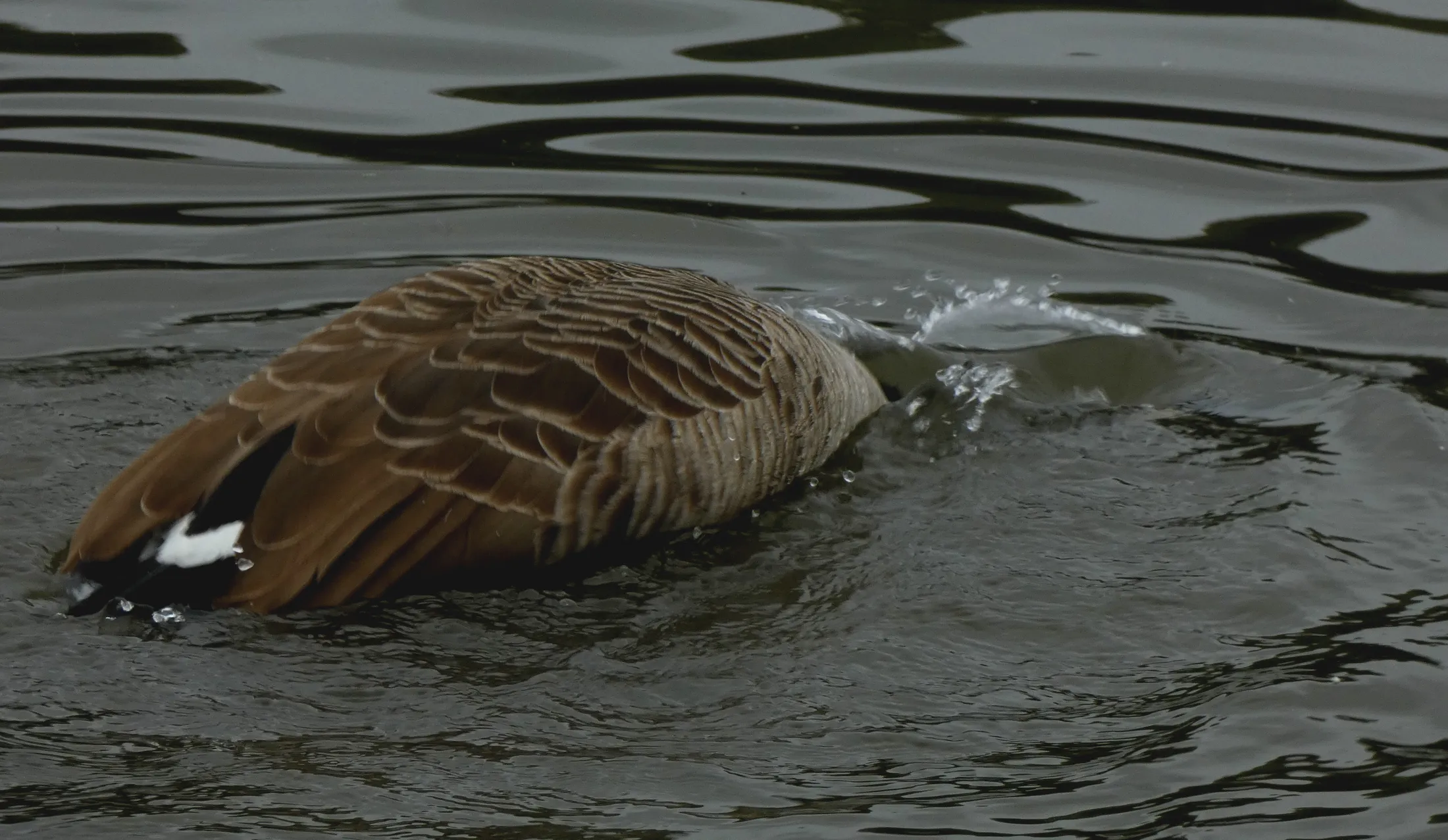 Canada goose