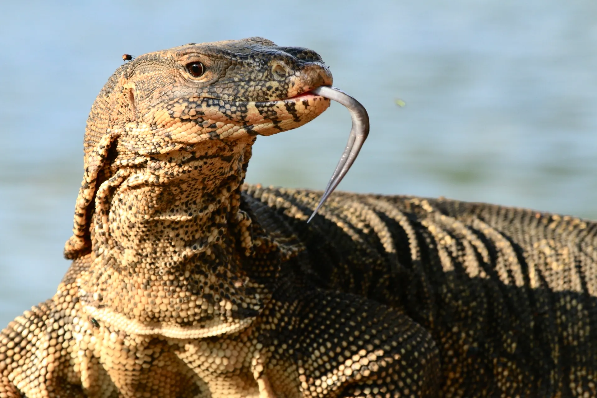 The Monitors of Lumpini