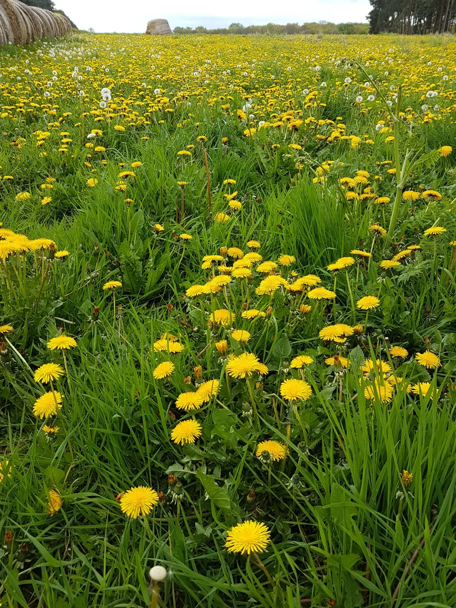 Yellow in the field
