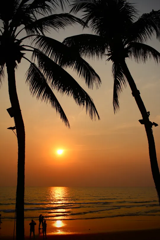 Palm tree beach sunset