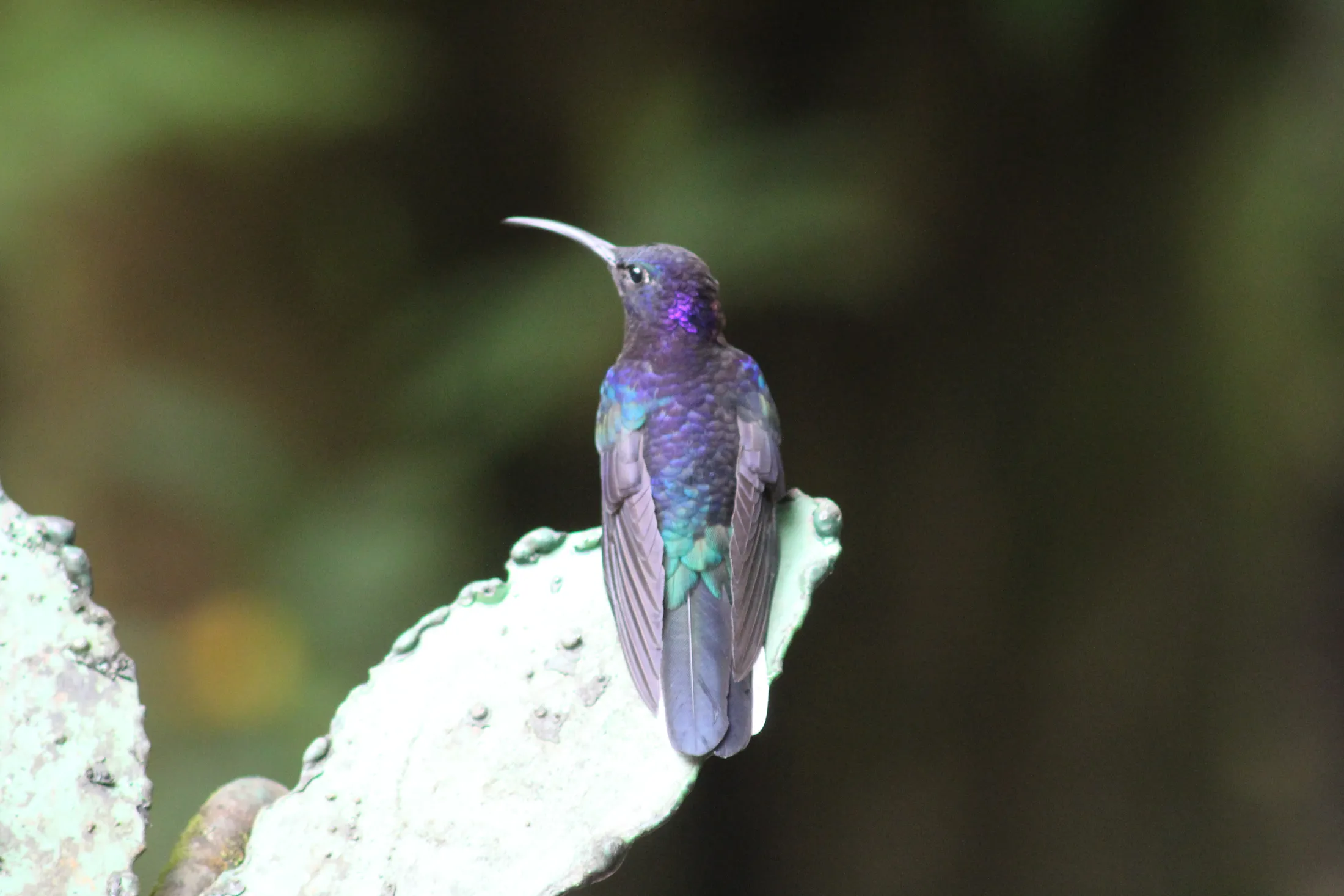 Violet Sabrewing