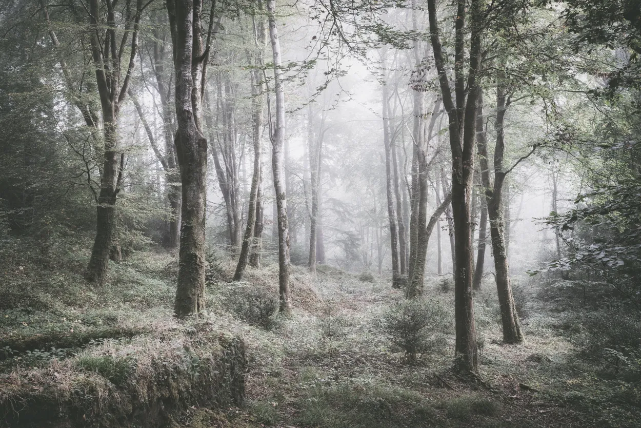 Idless woods wide cold mist cornwall uk