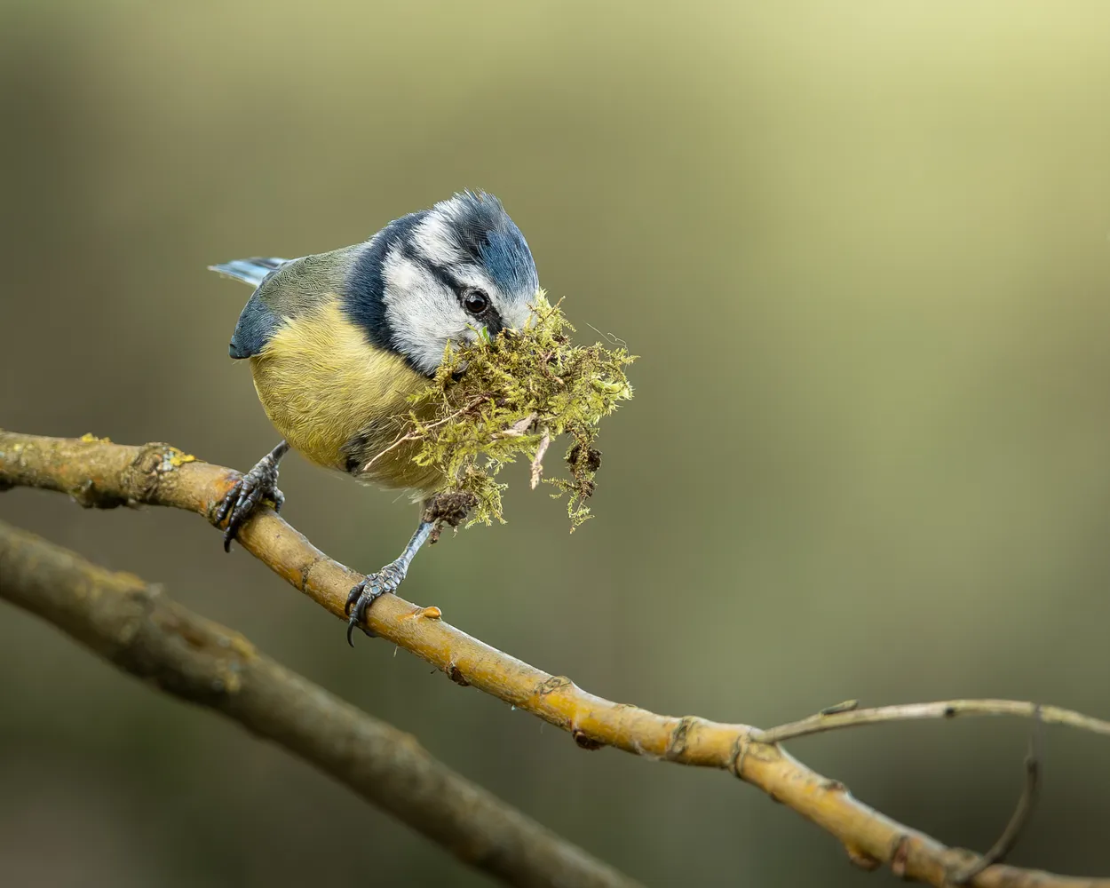 Blue Tit with nesting material