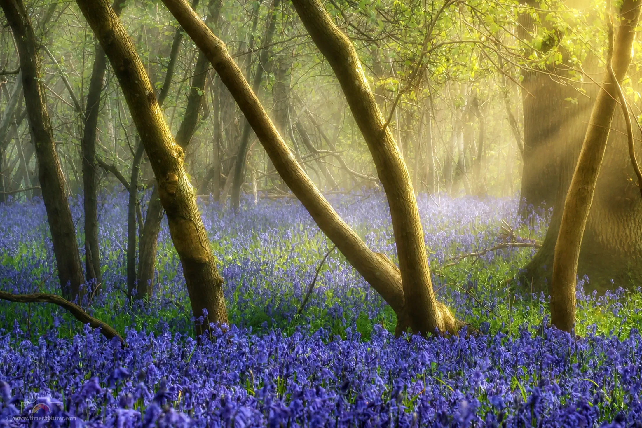 Misty Bluebells 2