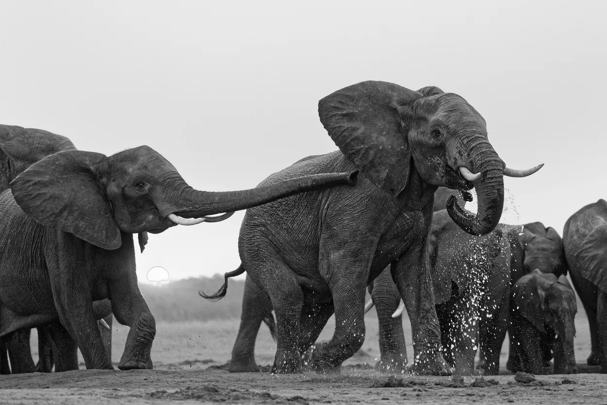 The Young Bull wants to play with the Big Bull