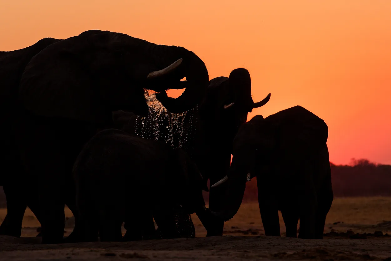 Elephants drinking water at sunset