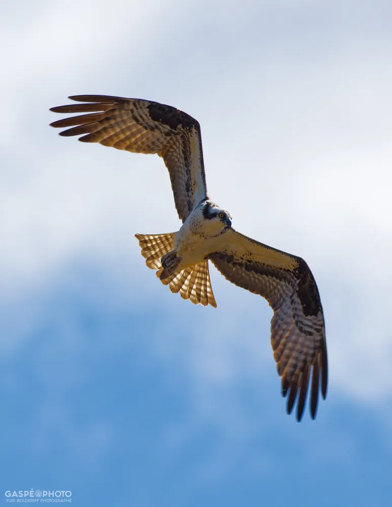 698A1230_Osprey
