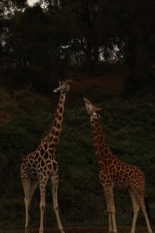 Duo