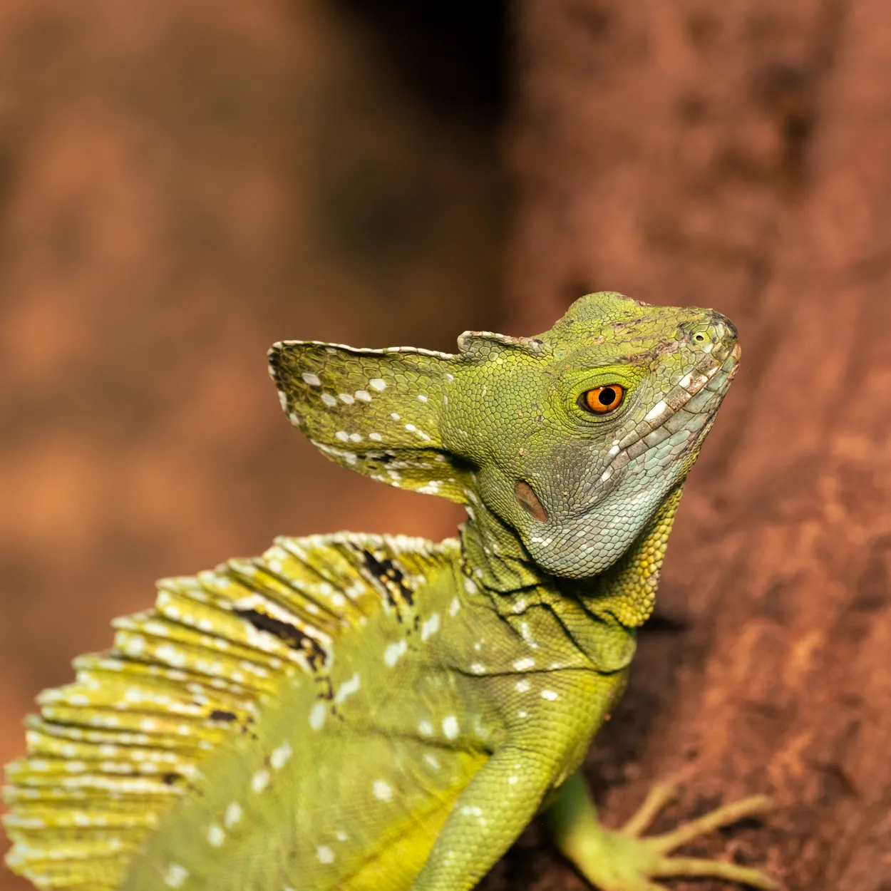 Jesus Christ Lizard
