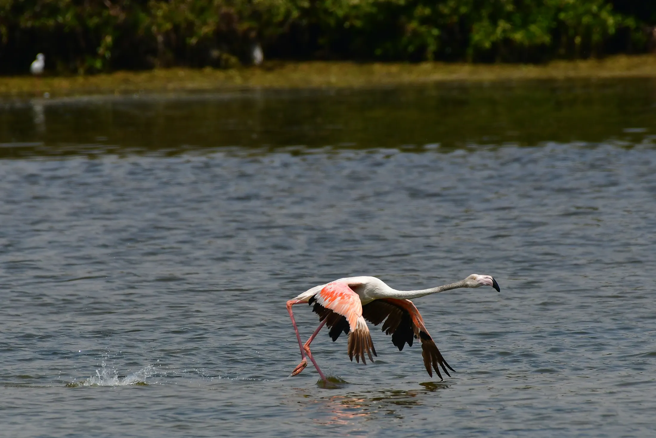 Flamingo Grace in the Wetlands