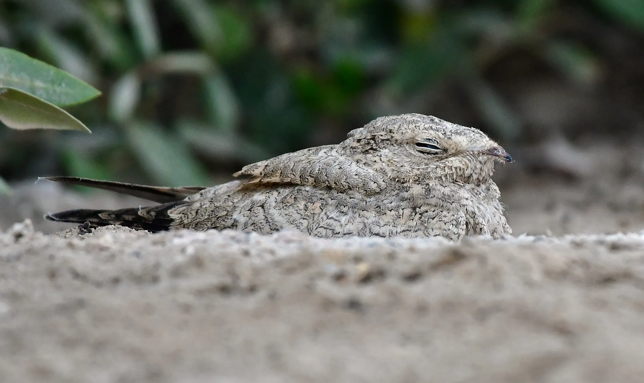 Master of Camouflage: The Egyptian Nightjar
