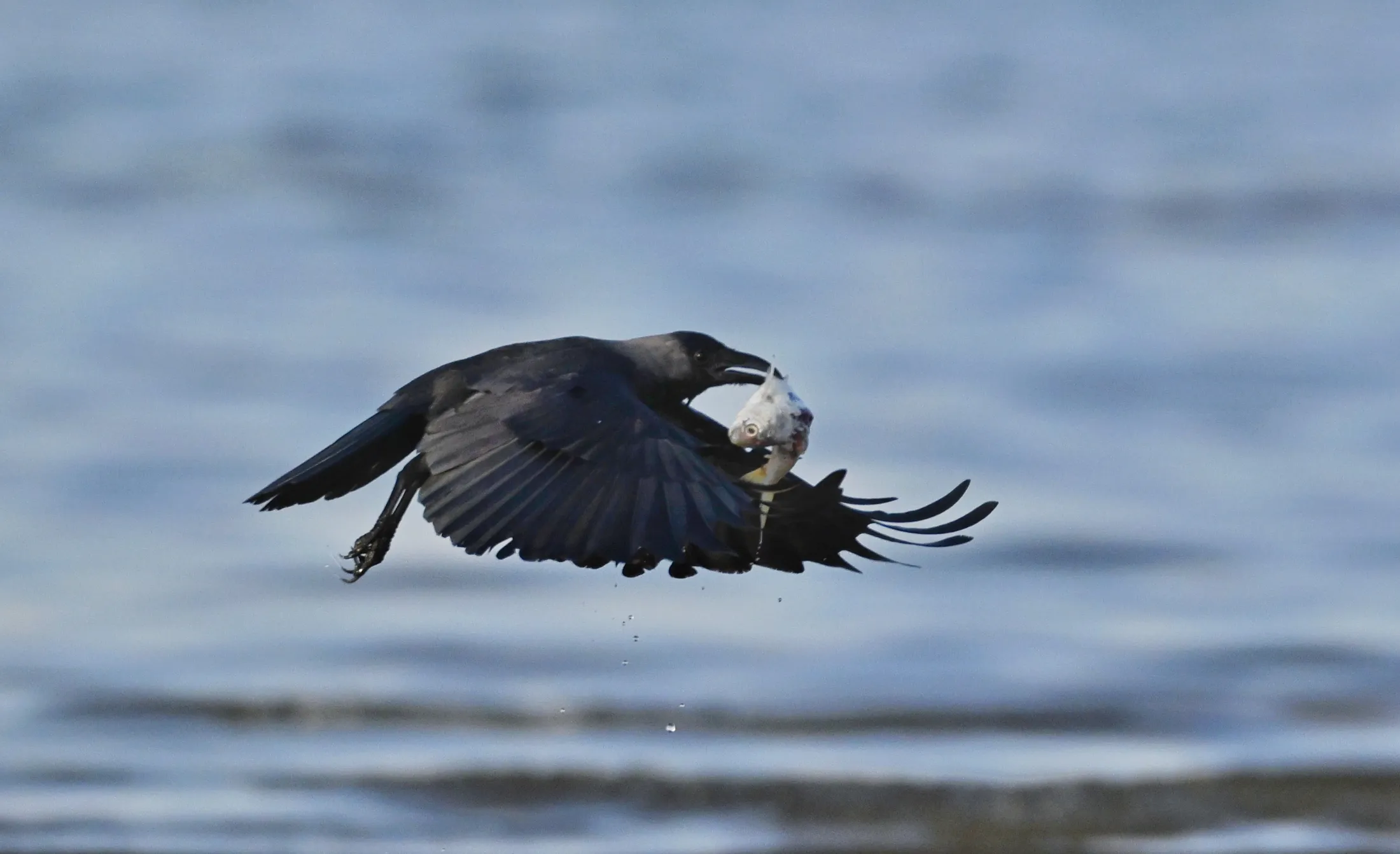Coastal Silhouette: The Soaring Crow