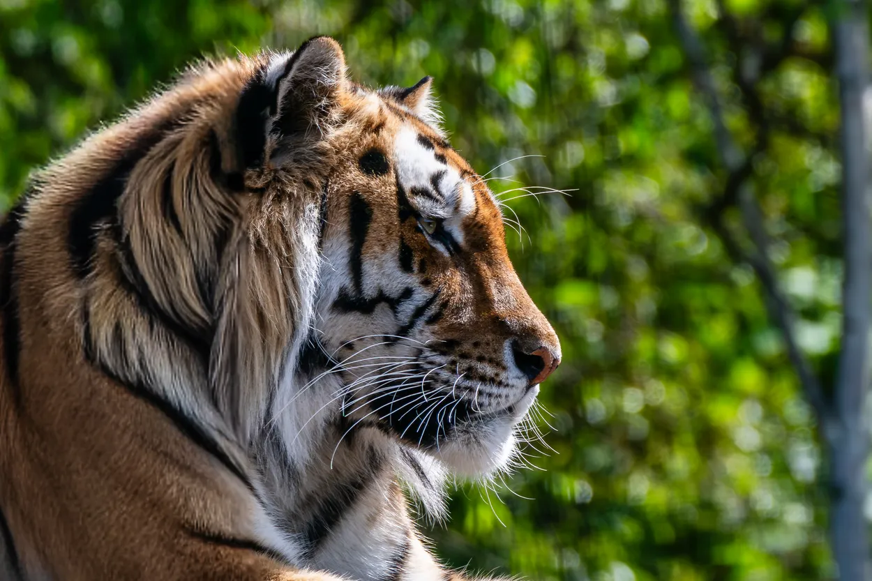 Majestic