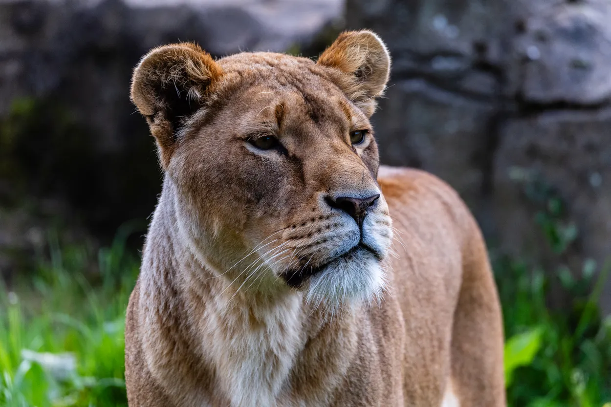 Mrs Lioness
