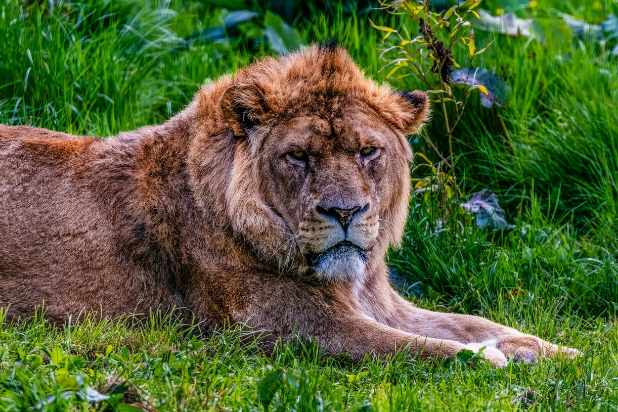 Lion