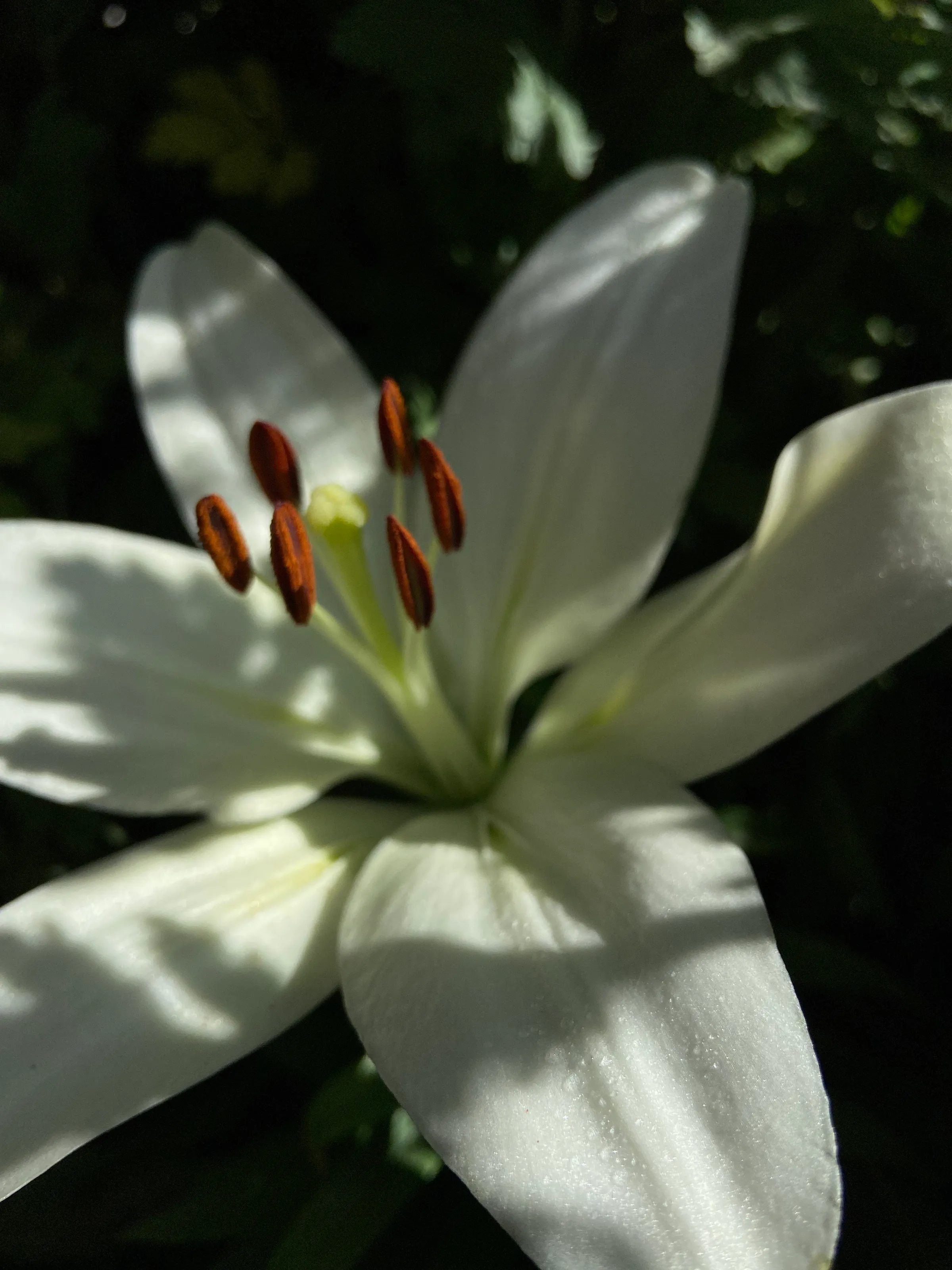 Elegance from White