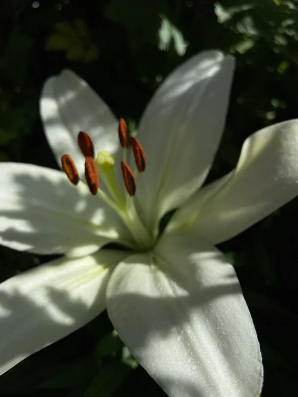 Elegance from White