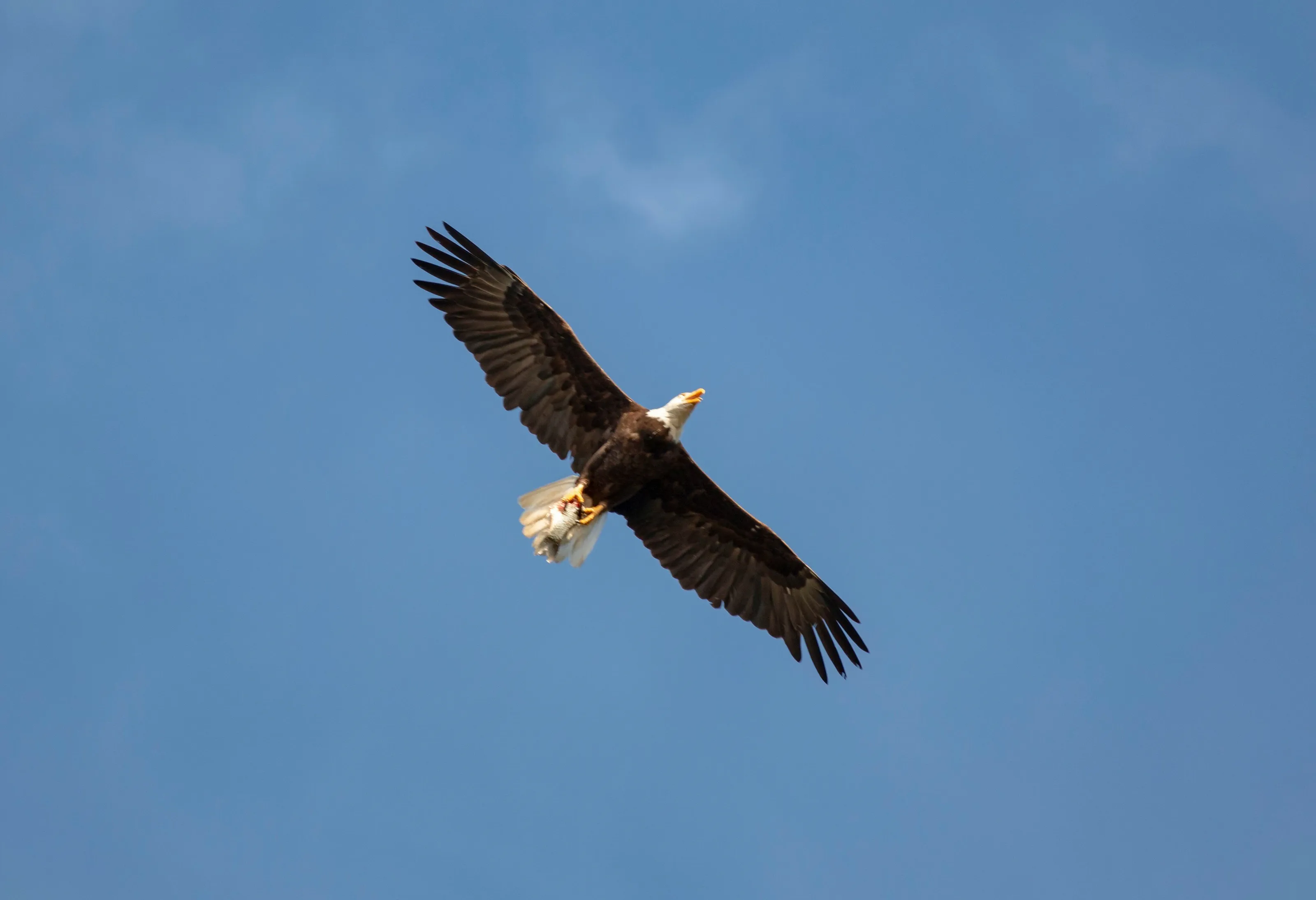 Birds Flying
