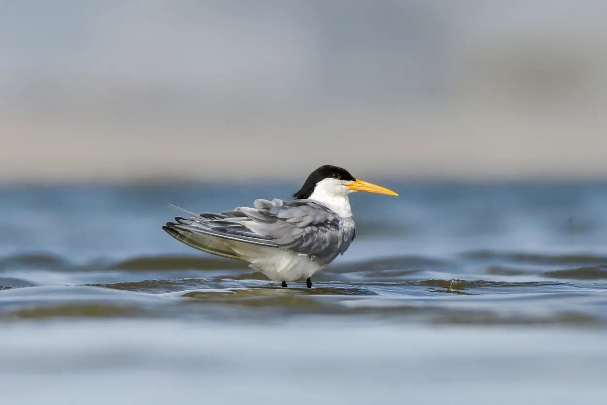 Lesser Crested Tern in its Natural Habitat