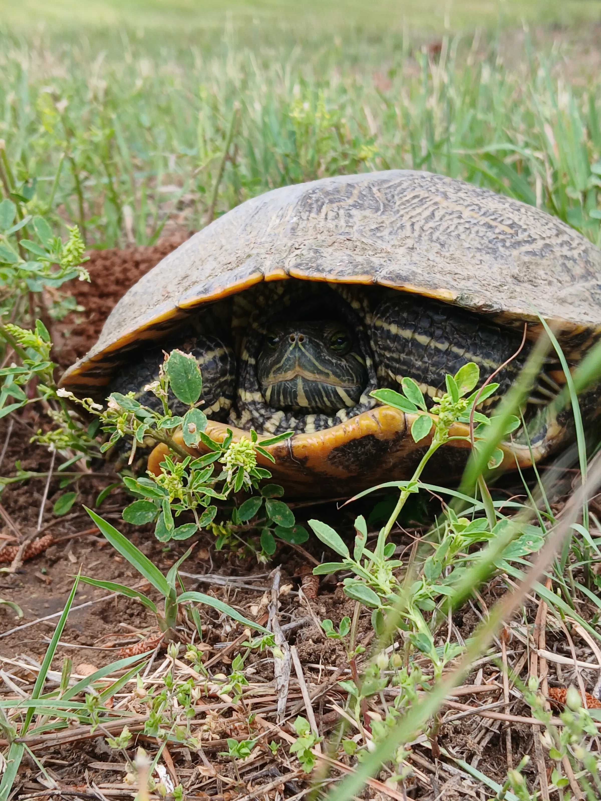Turtle