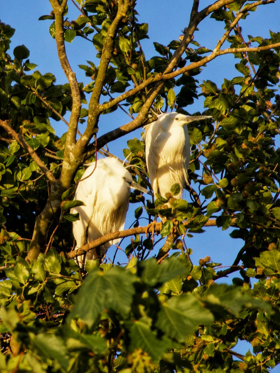 Great Egret