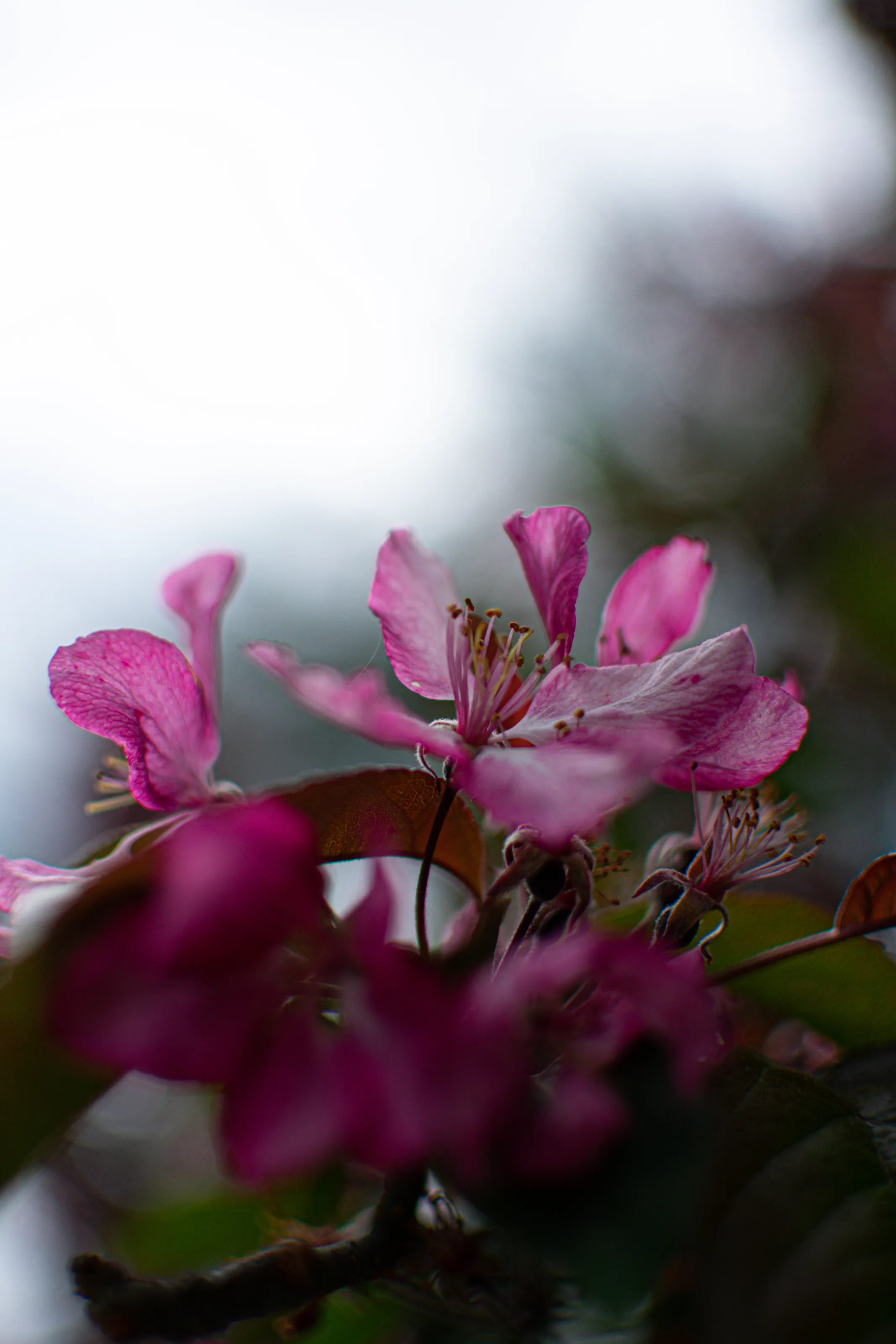 Crabapple Blossom