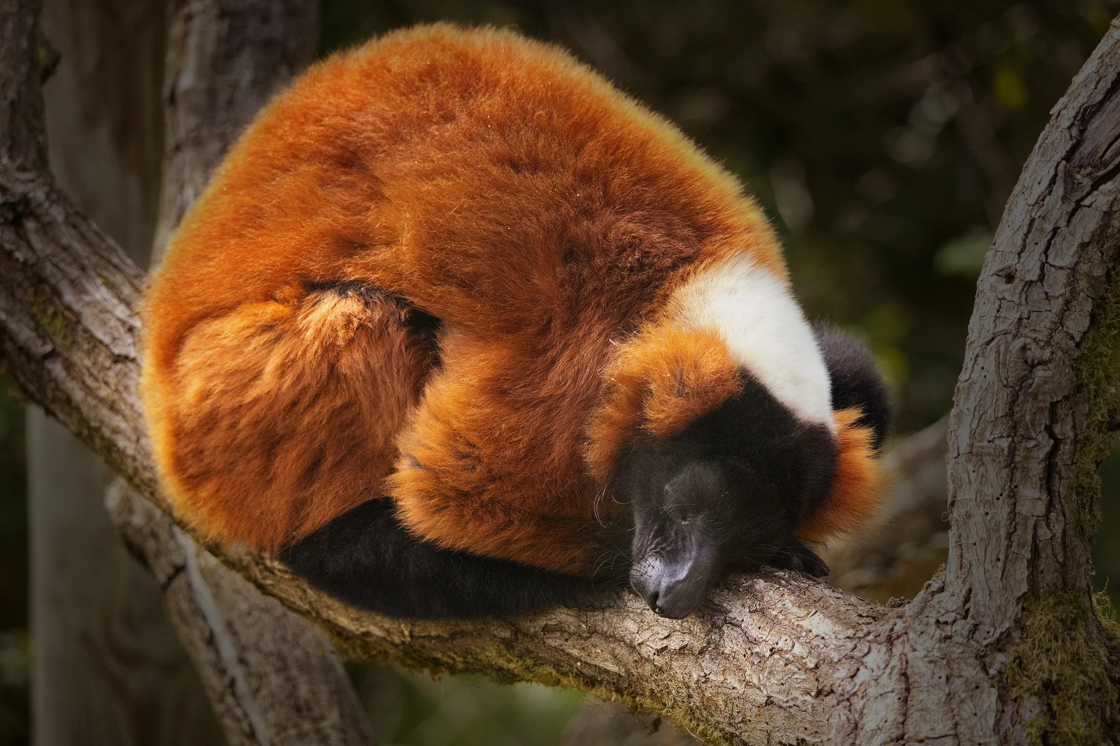 Snoozing