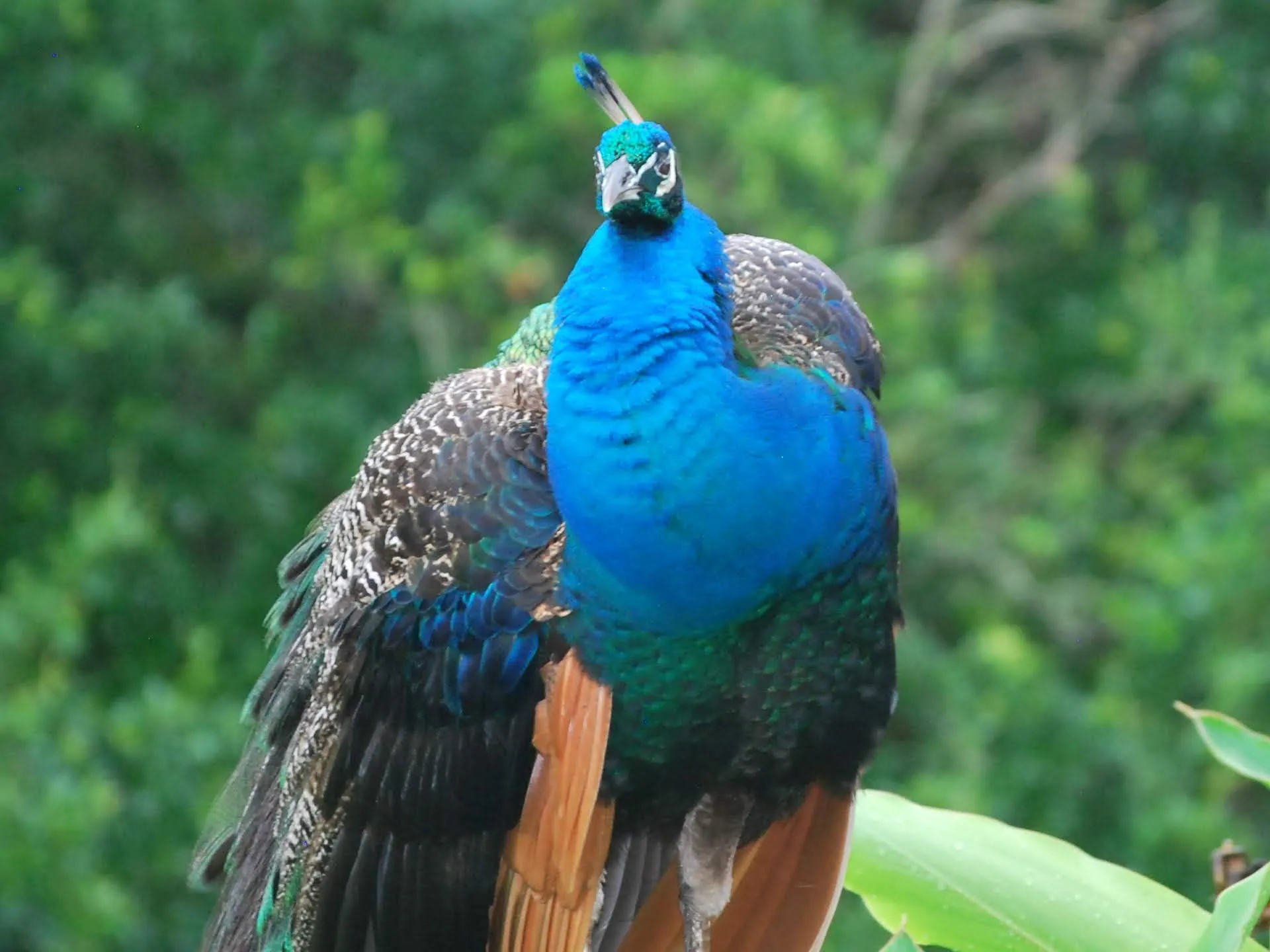 PeacockAtude