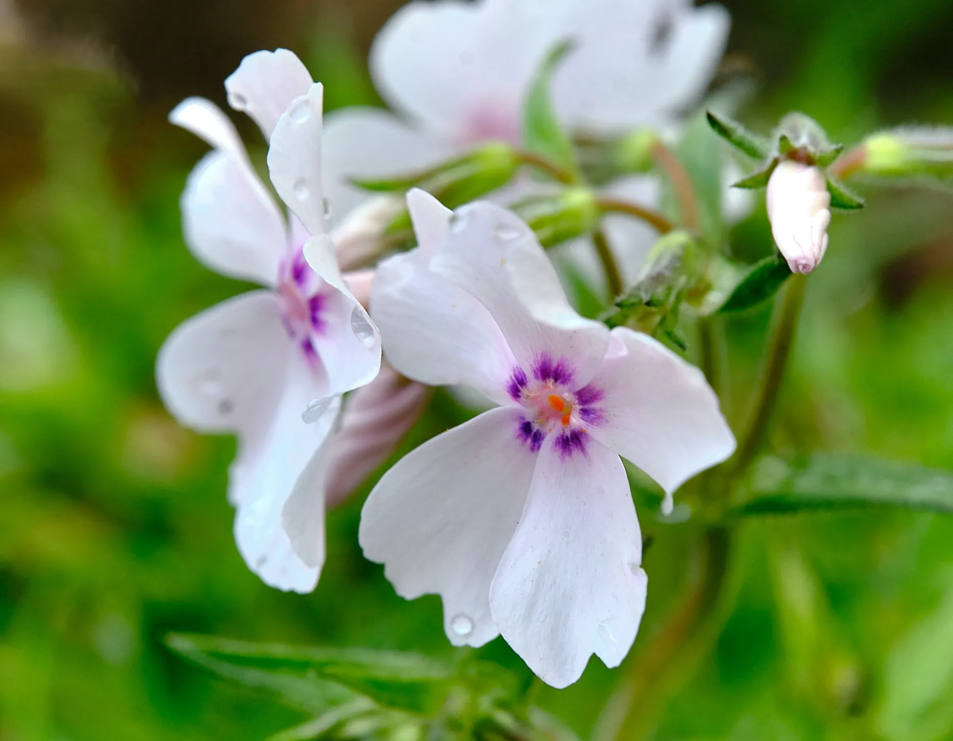 Phlox