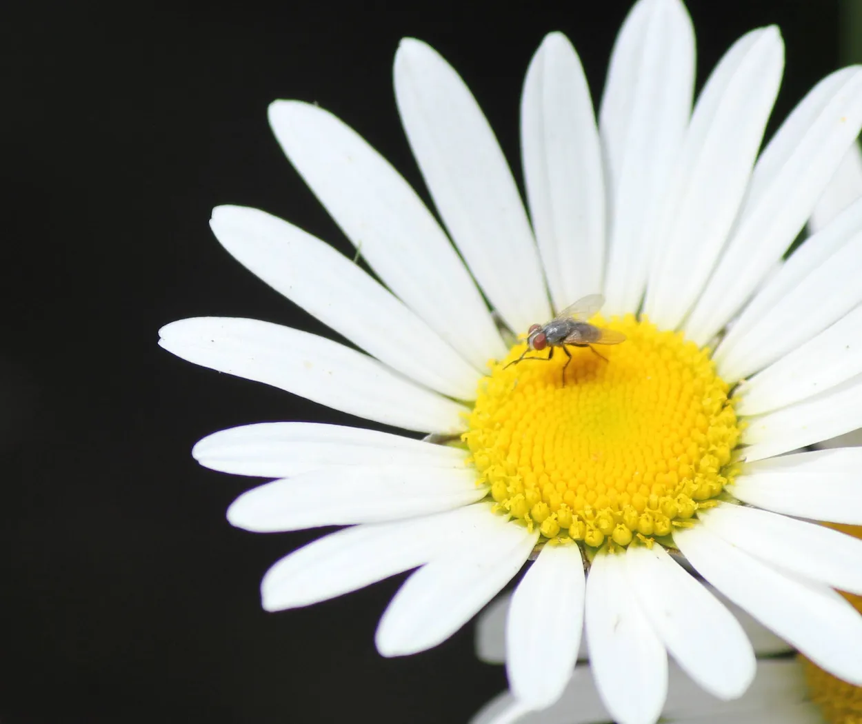 Daisy