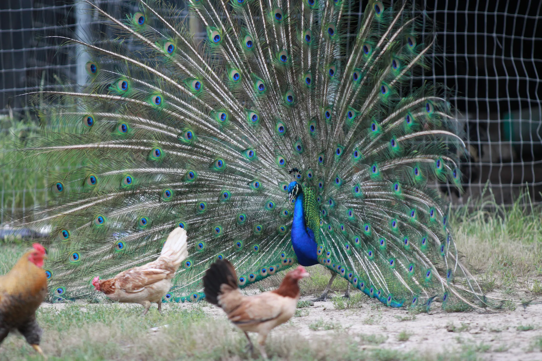 Peacock Defending His Territory