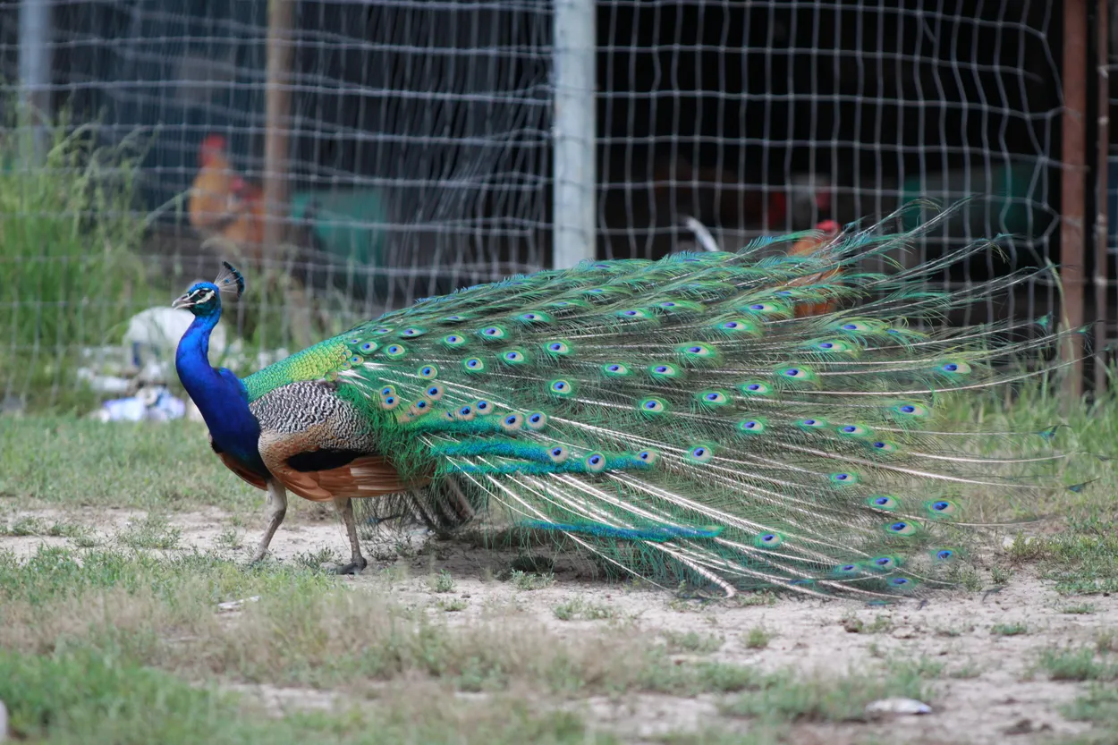 Peacock Posing on the Farm