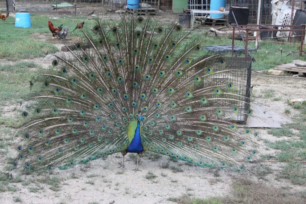 Peacock in Full Color