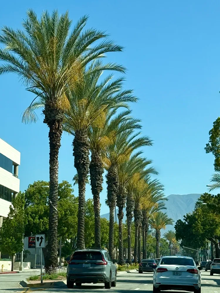 Street trees