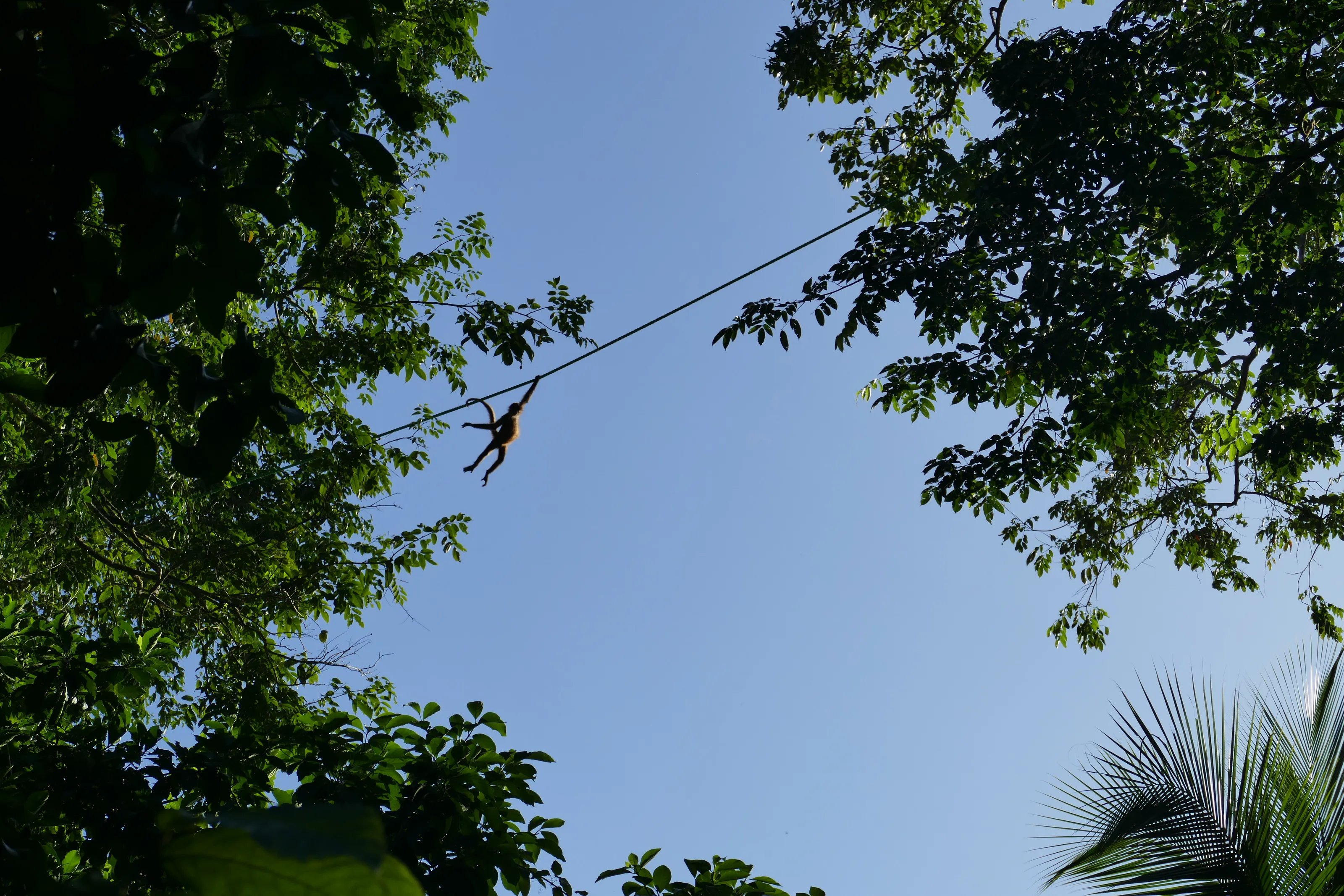 Canopy Acrobat: Spider Monkey Crossing