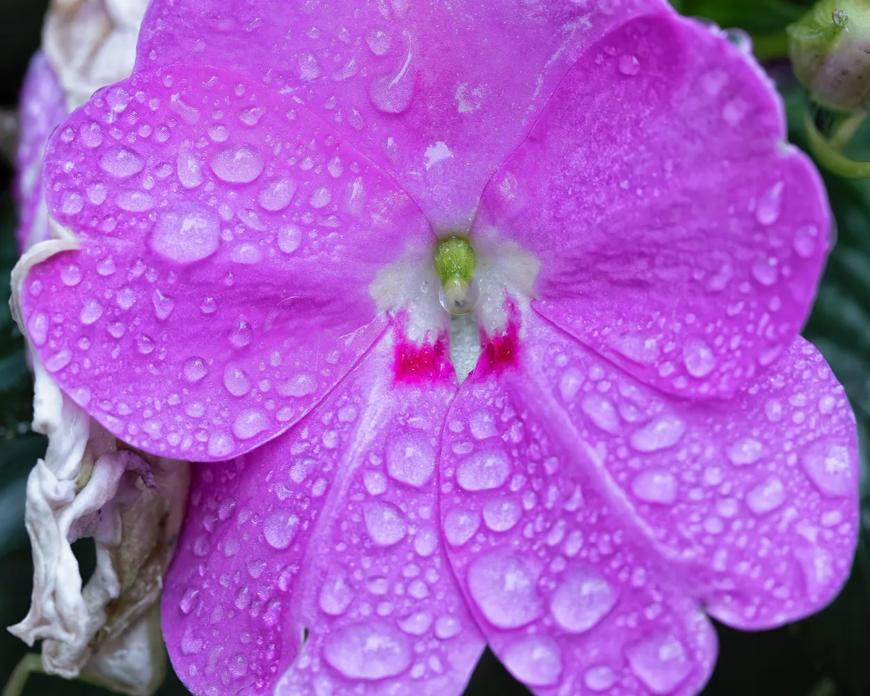 Impatiens Flower with Raindrops