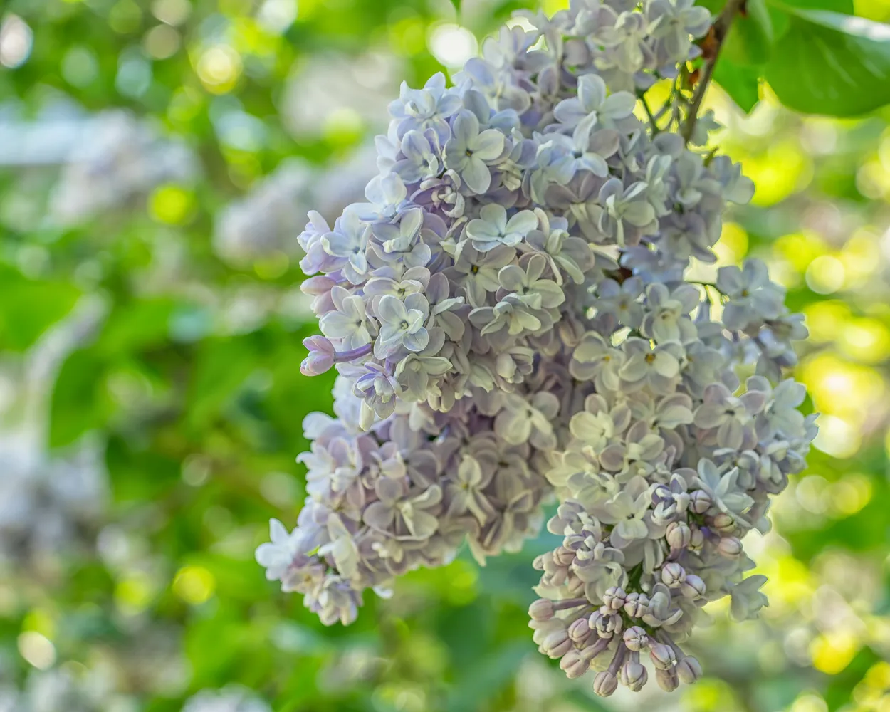 Lilac Clusters
