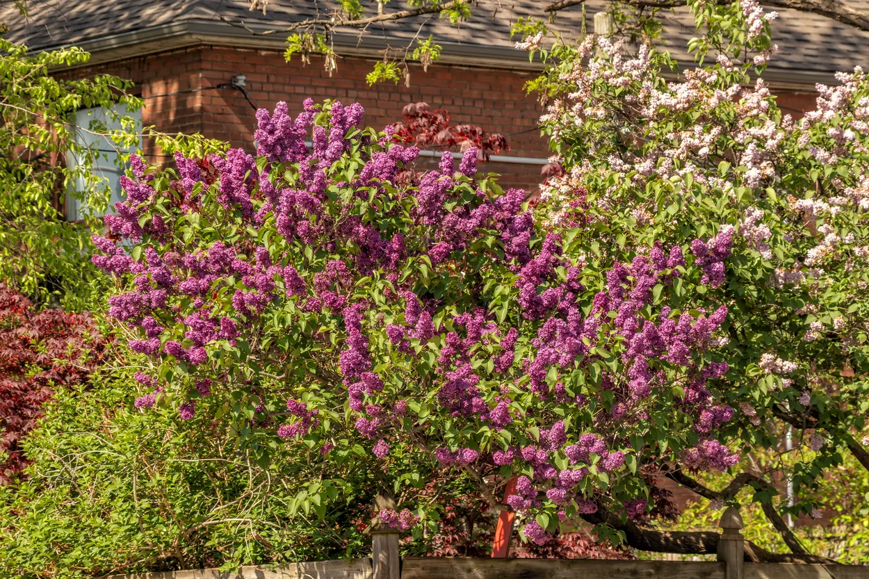 Lilac Bushes in Bloom